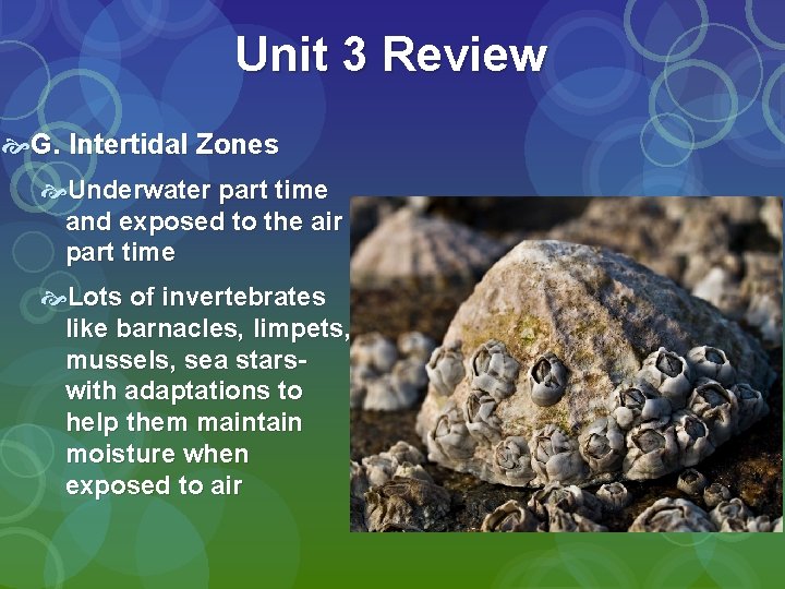 Unit 3 Review G. Intertidal Zones Underwater part time and exposed to the air