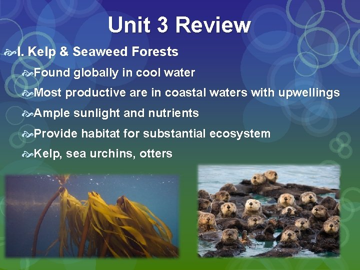 Unit 3 Review I. Kelp & Seaweed Forests Found globally in cool water Most Unit 3 Review I. Kelp & Seaweed Forests Found globally in cool water Most