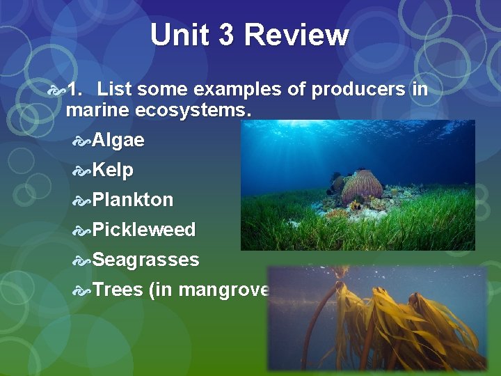 Unit 3 Review 1. List some examples of producers in marine ecosystems. Algae Kelp