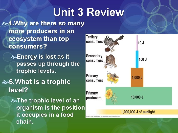 Unit 3 Review 4. Why are there so many more producers in an ecosystem