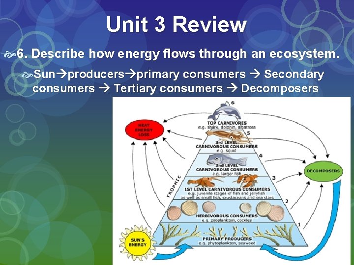 Unit 3 Review 6. Describe how energy flows through an ecosystem. Sun producers primary
