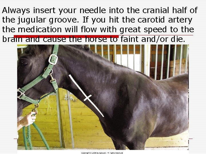 Always insert your needle into the cranial half of the jugular groove. If you