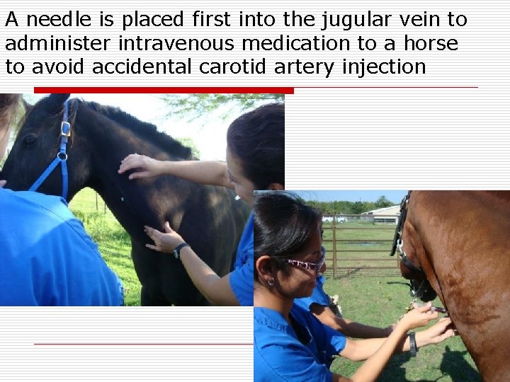 A needle is placed first into the jugular vein to administer intravenous medication to