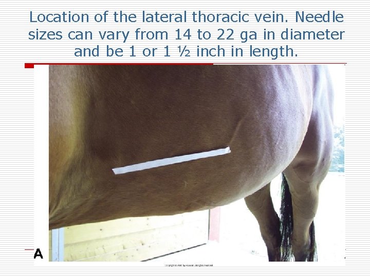 Location of the lateral thoracic vein. Needle sizes can vary from 14 to 22