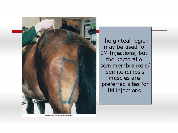 The gluteal region may be used for IM Injections, but the pectoral or semimembranosis/