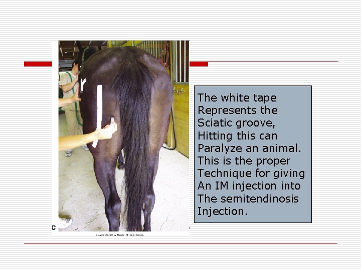 The white tape Represents the Sciatic groove, Hitting this can Paralyze an animal. This