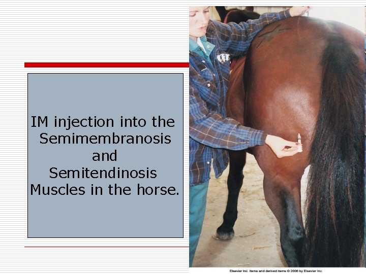 IM injection into the Semimembranosis and Semitendinosis Muscles in the horse. 