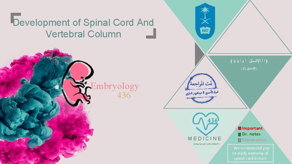 Development of Spinal Cord And Vertebral Column ﴾ ﴿ ﺍ ﺍ ﺍﻹﻧﺴﺎﻥ ﺍ ﻳﺍ