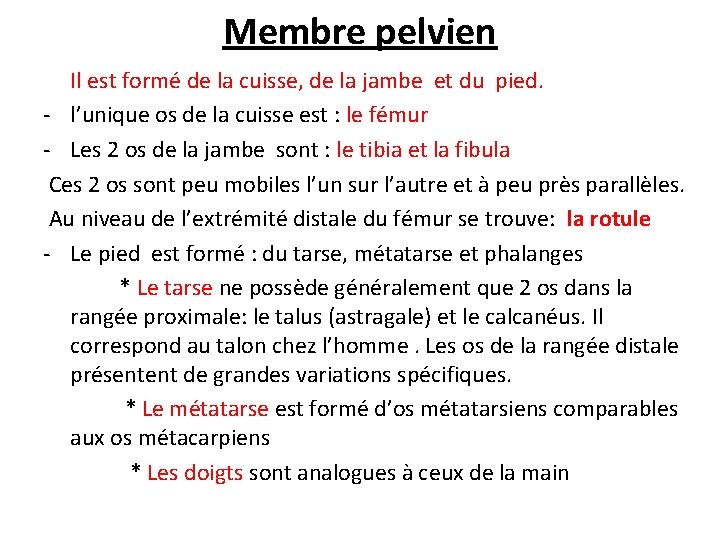 Membre pelvien Il est formé de la cuisse, de la jambe et du pied.