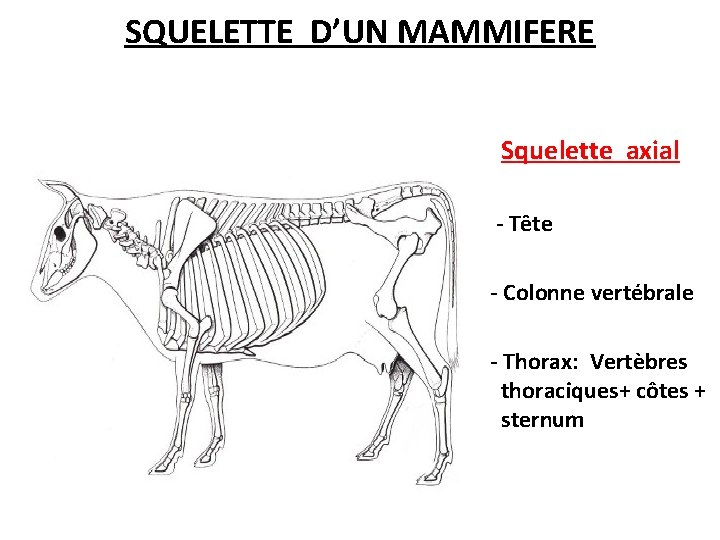 SQUELETTE D’UN MAMMIFERE Squelette axial - Tête - Colonne vertébrale - Thorax: Vertèbres thoraciques+