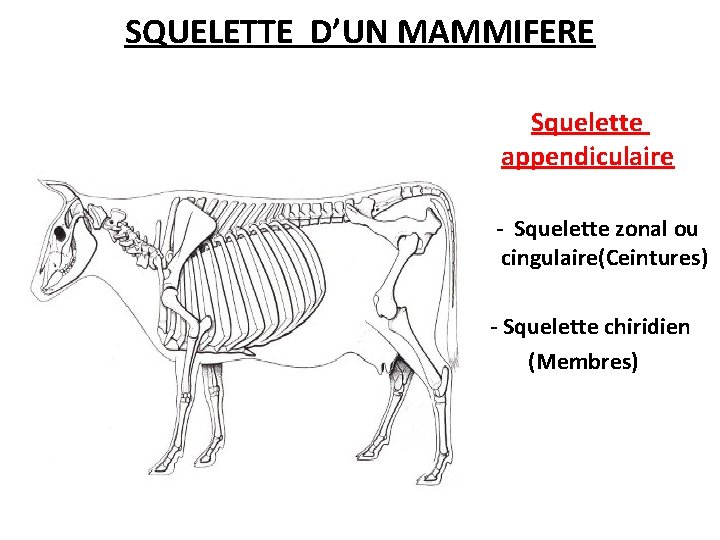 SQUELETTE D’UN MAMMIFERE Squelette appendiculaire - Squelette zonal ou cingulaire(Ceintures) - Squelette chiridien (Membres)