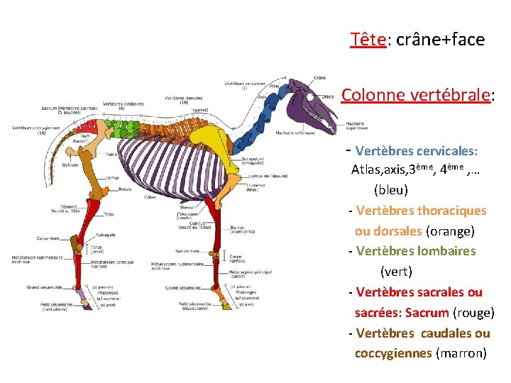 Tête: crâne+face Colonne vertébrale: - Vertèbres cervicales: Atlas, axis, 3ème, 4ème , … (bleu)