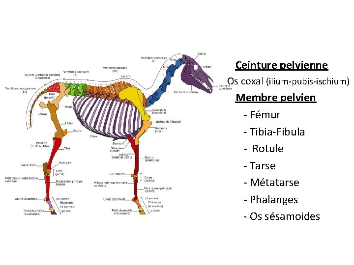 Ceinture pelvienne Os coxal (ilium-pubis-ischium) Membre pelvien - Fémur - Tibia-Fibula - Rotule -