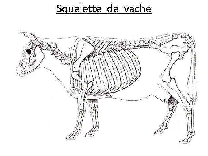 Squelette de vache 