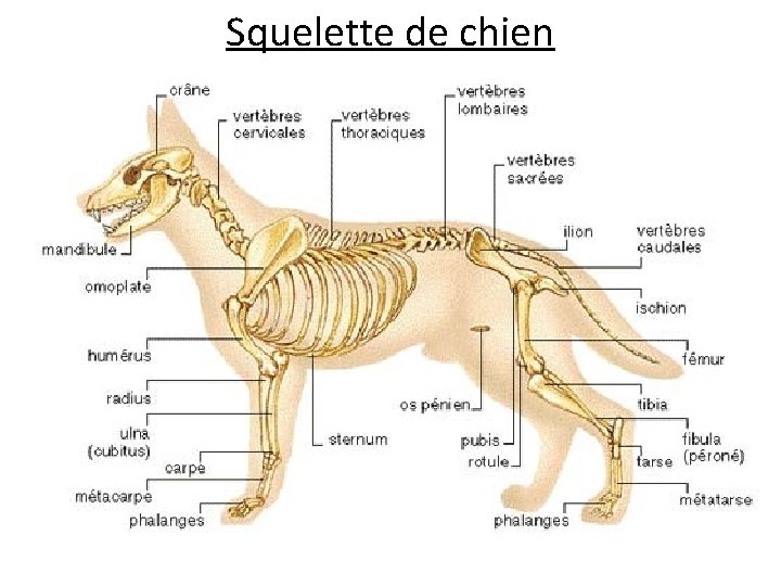 Squelette de chien 