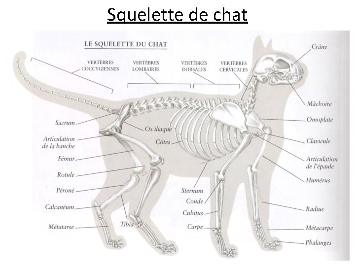 Squelette de chat 