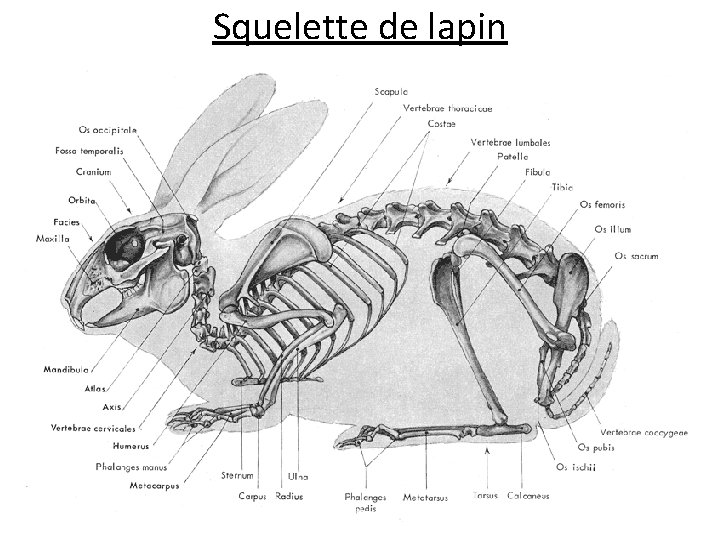 Squelette de lapin 