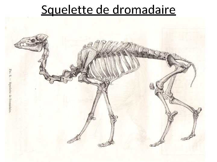 Squelette de dromadaire 