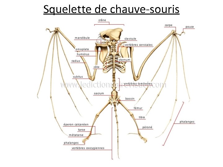 Squelette de chauve-souris 