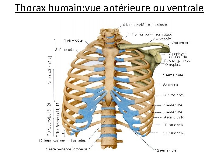 Thorax humain: vue antérieure ou ventrale 