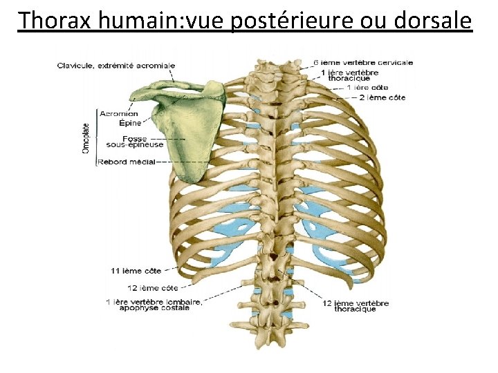 Thorax humain: vue postérieure ou dorsale 