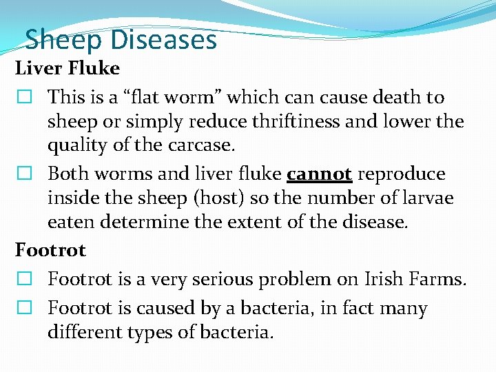 Sheep Diseases Liver Fluke � This is a “flat worm” which can cause death