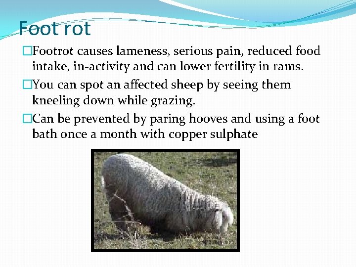 Foot rot �Footrot causes lameness, serious pain, reduced food intake, in-activity and can lower