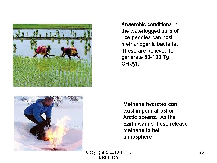 Anaerobic conditions in the waterlogged soils of rice paddies can host methanogenic bacteria. These Anaerobic conditions in the waterlogged soils of rice paddies can host methanogenic bacteria. These
