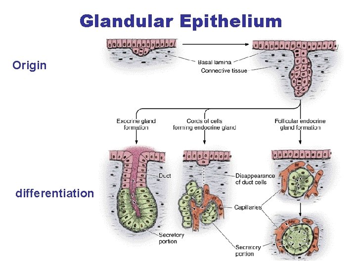 Glandular Epithelium Origin differentiation 