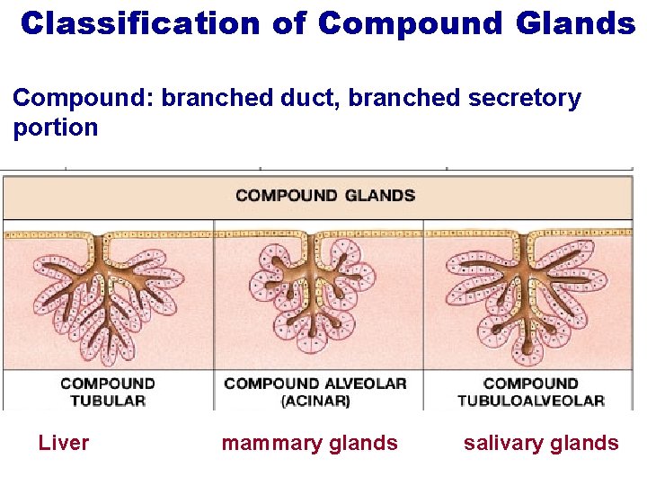 Classification of Compound Glands Compound: branched duct, branched secretory portion Liver mammary glands salivary