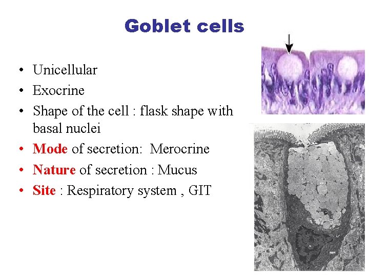 Goblet cells • Unicellular • Exocrine • Shape of the cell : flask shape