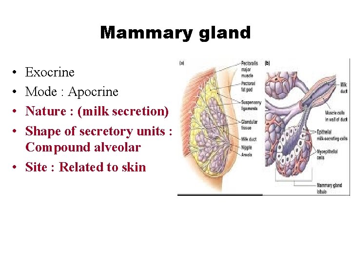 Mammary gland • • Exocrine Mode : Apocrine Nature : (milk secretion) Shape of