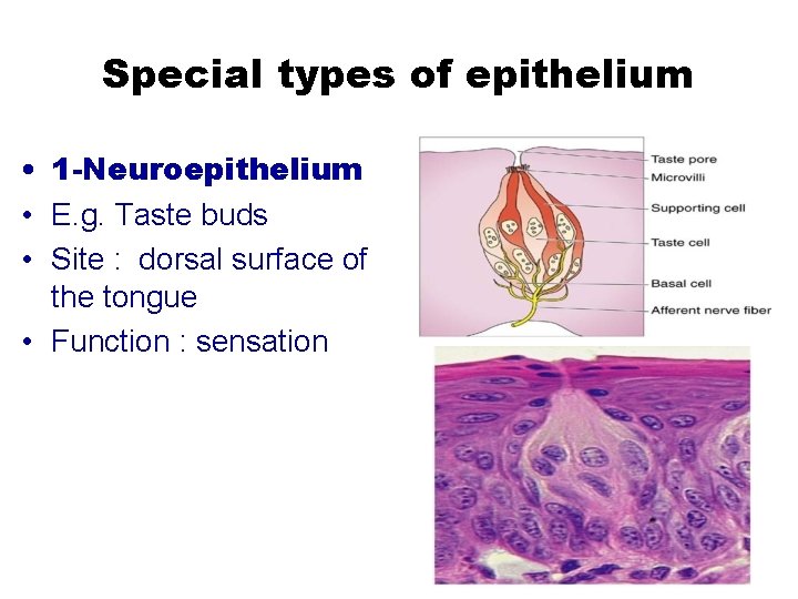 Special types of epithelium • 1 -Neuroepithelium • E. g. Taste buds • Site