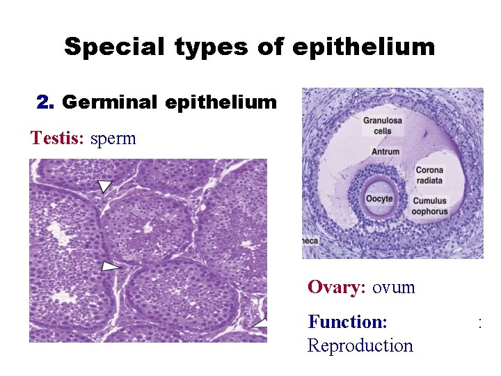 Special types of epithelium 2. Germinal epithelium Testis: sperm Ovary: ovum Function: Reproduction :