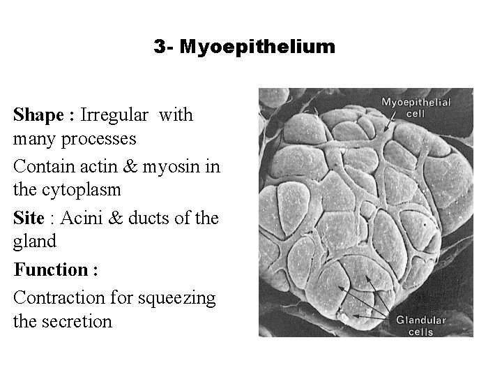 3 - Myoepithelium Shape : Irregular with many processes Contain actin & myosin in