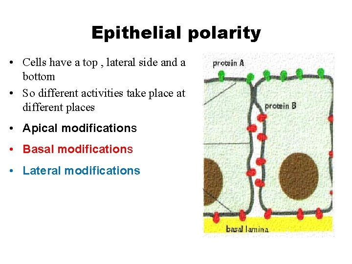 Epithelial polarity • Cells have a top , lateral side and a bottom •