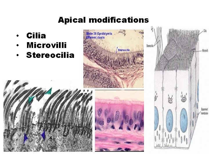Apical modifications • Cilia • Microvilli • Stereocilia 