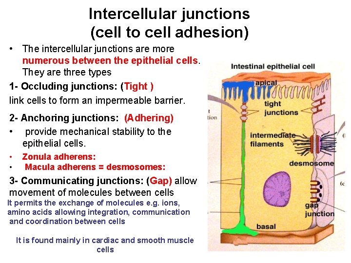 Intercellular junctions (cell to cell adhesion) • The intercellular junctions are more numerous between