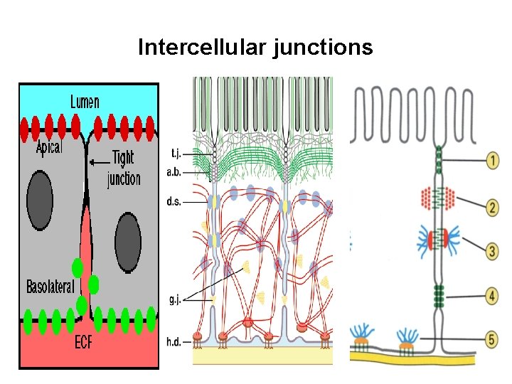 Intercellular junctions 