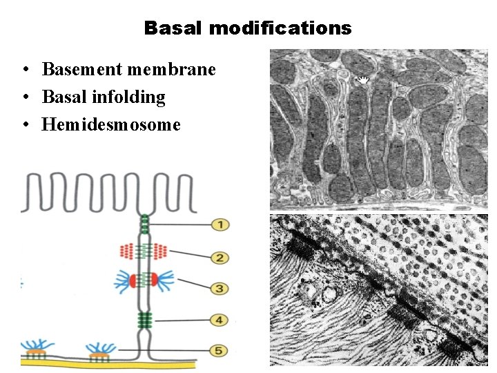 Basal modifications • Basement membrane • Basal infolding • Hemidesmosome 