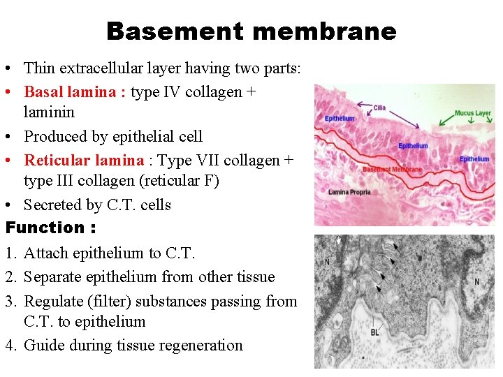 Basement membrane • Thin extracellular layer having two parts: • Basal lamina : type