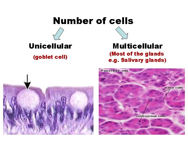 Number of cells Unicellular (goblet cell) Multicellular (Most of the glands e. g. Salivary