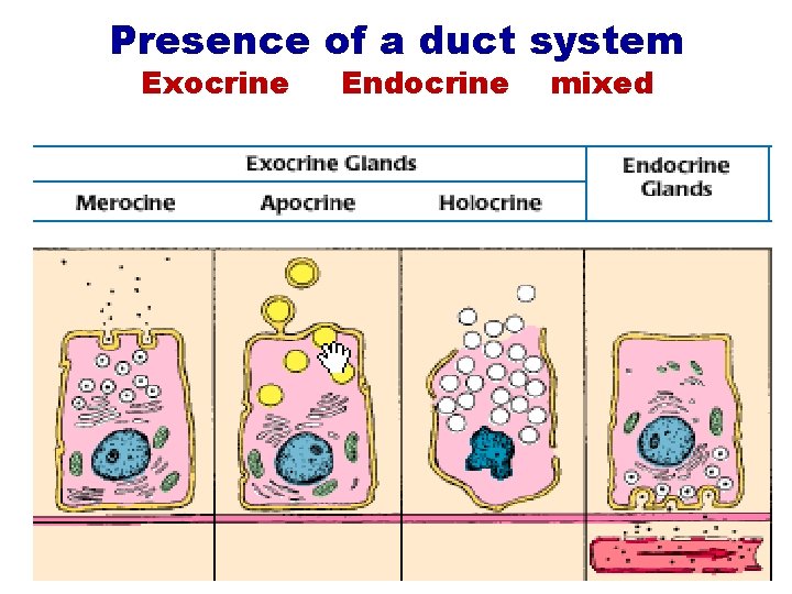Presence of a duct system Exocrine Endocrine mixed 