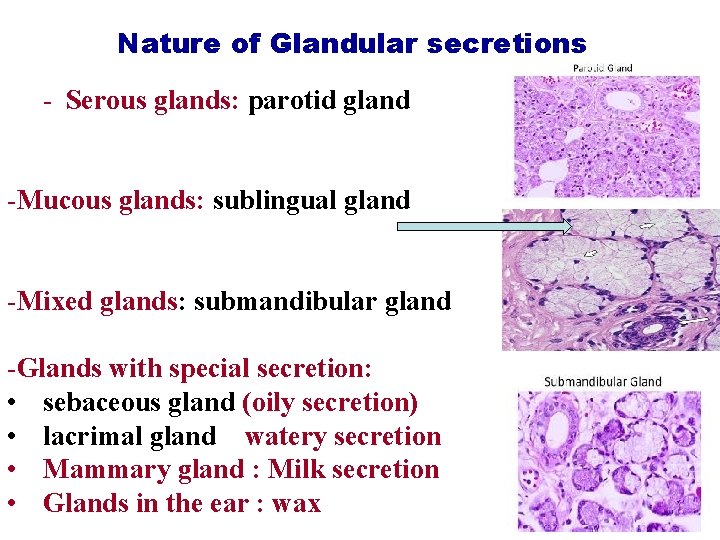 Nature of Glandular secretions - Serous glands: parotid gland -Mucous glands: sublingual gland -Mixed