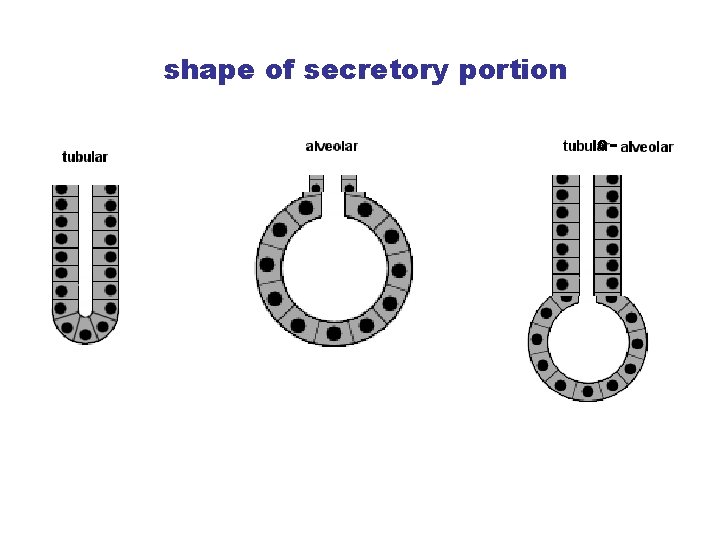 shape of secretory portion o- 