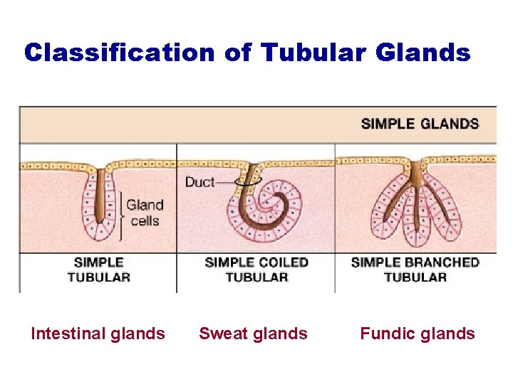 Classification of Tubular Glands Intestinal glands Sweat glands Fundic glands 