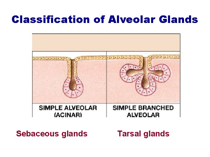 Classification of Alveolar Glands Sebaceous glands Tarsal glands 