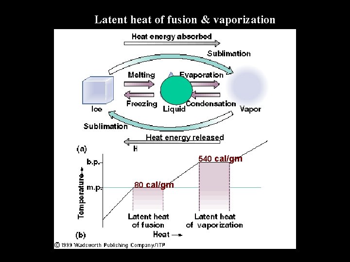 Latent heat of fusion & vaporization Heat energy released 540 cal/gm 80 cal/gm 