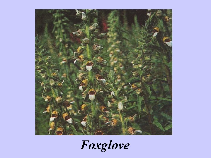 Foxglove 