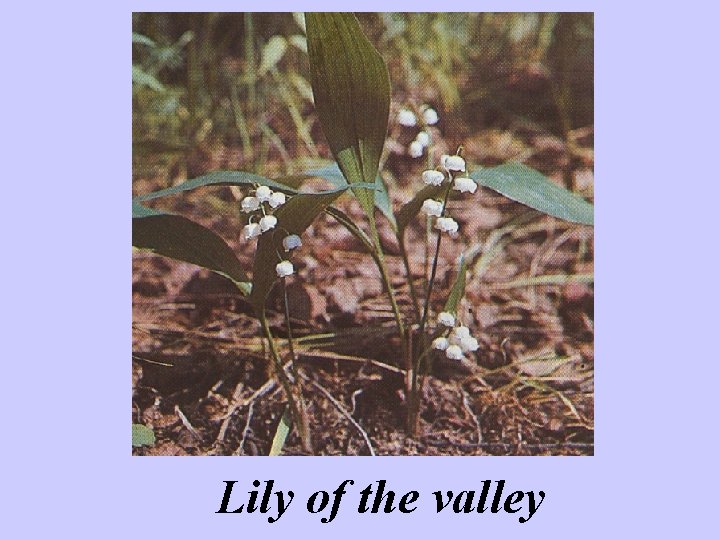Lily of the valley 